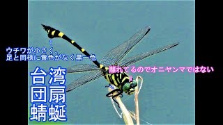 【トンボ】タイワンウチワヤンマ(オス)Taiwan'uchiwayanma：Ictinogomphus pertinax(male) - Japan