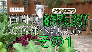 【掛川花鳥園公式】ハシビロコウ「ふたば」について聞いてみよう！その1～回答全部載せ～