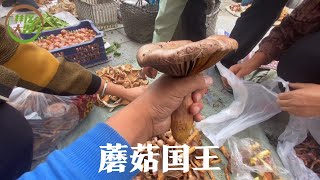 大雷和妈妈继续收蘑菇，中途买200元河蟹，奶奶最喜欢吃这个