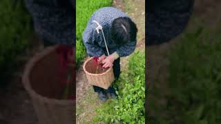 Hand-picking tea with Azuma Teruko