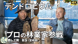 【デンドロビウム】苔玉さんと林業のプロが融合する