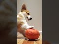 Cute Corgi Goes Crazy For Miniature Pumpkin!