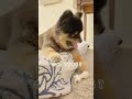 年々、ガムを食べる時間が長くなってるのが愛しい🐻　 キャプテンさん12才 ポメラニアン pomeranian