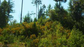 The Dangers of Scotch Broom