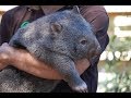 Bonorong Wildlife Sanctuary, Tasmania (near Hobart) - Tassie Devils!!