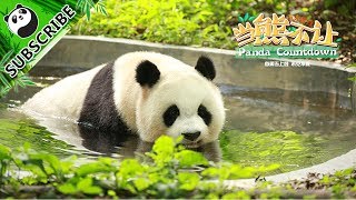 【Panda Countdown】Pandas' Survival Instincts In Summer 20170715 | iPanda