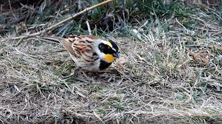 ミヤマホオジロ・4K接写 / Yellow-throated Bunting, 4K Close-up