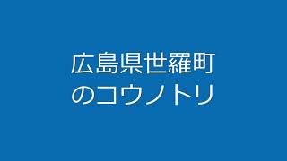 広島県世羅町のコウノトリ