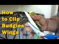 How to Clip Budgies Wings, Parakeet Flight Feathers for Fast Taming and Pet Bird Safety