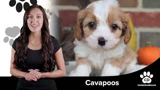 Cavapoo Breed Information and Characteristics