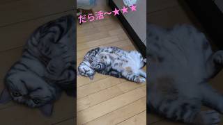 冬はだら活★ルナちゃん😺　#ねこ #ねこ動画 #猫好き #かわいい #ショート #猫 #癒し #猫好きさんと繋がりたい  #だら活 #猫のいる暮らし #ヘソ天