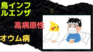 鳥の病気は人間にうつるのか！？鳥インフルエンザ、オウム病【きなこのお父さんのHOW TO BIRD】オカメインコと愉快な仲間たち