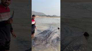 Whale | తిమింగాలాన్ని పోస్టుమార్టం 😳 చేసి గుండెకాయ తీసేశా | #beachboynaidu #fish #whaleshark #viral