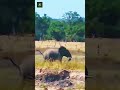 Elephant vs Lioness - Credits: Unknown 🎥