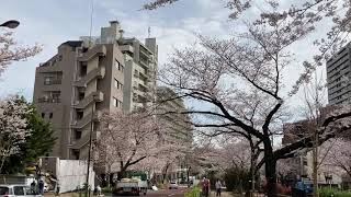 東京都文京区播磨坂の桜並木