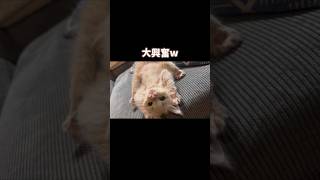 【ブフォ】あざといこねこに思わず吹き出す友達が○○すぎた… #ほごねこ