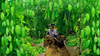 Harvest Bitter Melon Goes To Market Sell, Weed the Garden, Prepare the Soil to Plant Mini Cabbage.