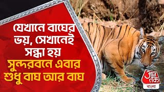 যেখানে বাঘের ভয়, সেখানেই সন্ধ্যা হয়! সুন্দরবনে এবার শুধু বাঘ আর বাঘ | Sundarbans| Royal Bengal Tiger