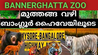 ഈ ഹൈവേ എന്തൊരു വൈബാണ് /മുത്തങ്ങ വഴി  Exploring Bannerghatta Zoo