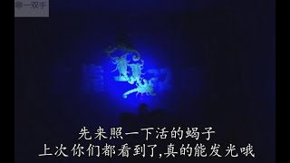 【蝎子】在紫外灯的照射下会发出荧光，那么【油炸】过后的蝎子呢？结果出乎预料！！！