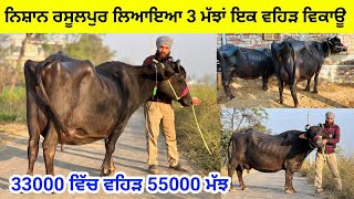 ਨਿਸ਼ਾਨ ਰਸੂਲਪੁਰ ਲਿਆਇਆ 3 ਮੱਝਾਂ ਇਕ ਵਹਿੜ ਵਿਕਾਊ । 33000 ਵਿੱਚ ਵਹਿੜ 55000 ਮੱਝ। ਰਸੂਲਪੁਰ ਨਹਿਰਾਂ । ਤਰਨਤਾਰਨ