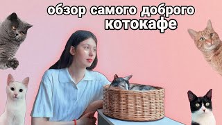 обзор самого доброго котокафе