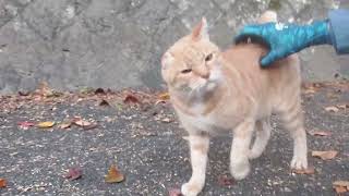 美猫のミミちゃんもバイク食堂に来てくれました❗コロンは決まりませんが少しだけお決まりポーズ決めてくれました‼️パクパク⤴️可愛いでしょ❤️