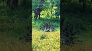 Nature Sri Lanka peacock dance #naturelovers #farmequipment #travel #srilankanature