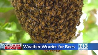 Concerns over bees' survival following non-stop storms