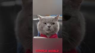 மூட்டை குள்ள என்ன இருக்கு | Cat vs Eid | SIMPLE WORLD