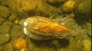 Rare Mussel Filter Feeds