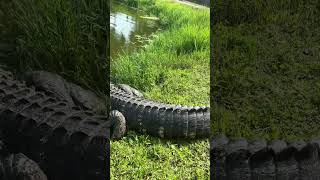 A Problem Alligator Safely Released Gatorama Com