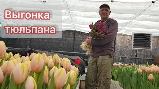 Выгонка тюльпана на 8 Марта 28-й день