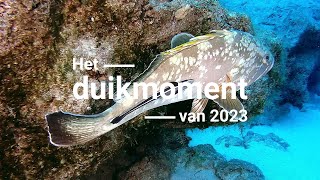 Het duikmoment van 2023 - Tandbaars met zuigvis