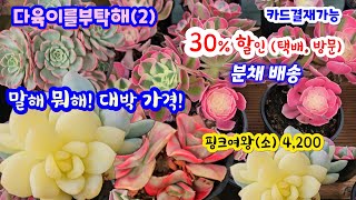 다육이를부탁해 (2) 말해뭐해! 대박이죠~ 핑크여왕(소) 4,200~ 문가드니스금 묵은둥이 먼로 올금 #카멜리아 17,500