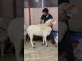 aminghad sheep yalaga breed 91 72046 95132