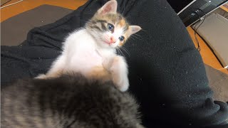 【３分後】お膝の上で遊んでいる子猫達の電池が突然切れで寝てします。キラちゃんそんな態勢で寝たら首を痛めるよ。 【赤ちゃん猫】【保護猫】