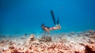 A Casual Fun Dive with a Nurse Shark’s Pass-by as Surprise