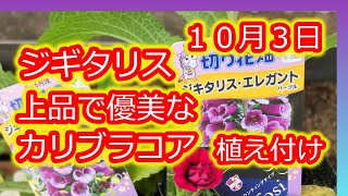 ジギタリス植え付け/カリブラコアティフォシーエレガンス植え付け/Foxglove Planting/Calibraco Atifosie Elegance Planting