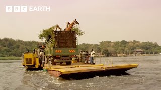 Giraffes Cross the Nile on a Boat | Africa's Gentle Giants | BBC Earth Kids