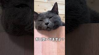 口半開きで寝落ちしちゃう猫 #shorts #cat #猫 #猫のいる暮らし