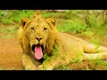 4k african wildlife wild okavango the survival struggles in africa’s animal documentary