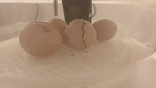 Watch a Silkie Chicken Hatch