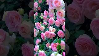 #rose #rosegarden #flowers #naturalflowers #shorts