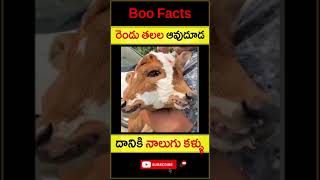 రెండు తలల ఆవుదూడ | 2 Headed Cow goes viral #telugushorts #shortstelugu #shorts