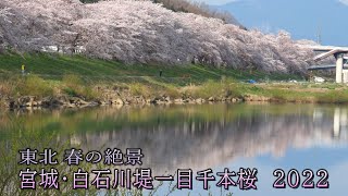 風景遺産㉘ 東北春の絶景2022　宮城・白石川堤一目千本桜　　＃桜　＃ドローン　＃一眼レフ　＃絶景　＃JAPAN ＃Spring