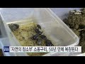 자연의 청소부 소똥구리 50년 만에 복원된다 ytn 사이언스