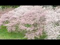 【あきた桜模様】由利本荘市・絆の茂里