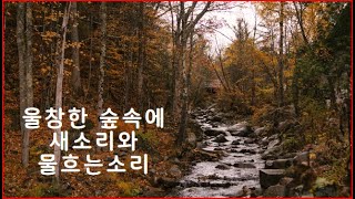 울창한 숲속에 새소리와물흐는소리 ASMR [스트레스와불안을줄이고/ 더나은 수면을 촉진하는데 도움]