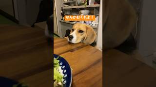 ビーグル犬がキライな食べ物 #beagle #いぬ